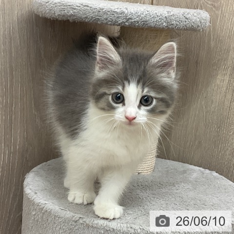ノルウェージャンフォレストキャットの写真