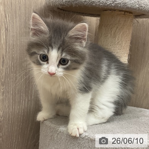 ノルウェージャンフォレストキャットの写真