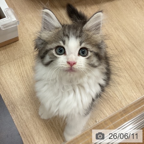 神奈川県のノルウェージャンフォレストキャット (ペットプラス モザイクモール港北店/2026年4月3日生まれ/男の子/ブラウンマッカレルタビーホワイト)の子猫の3枚目の画像
