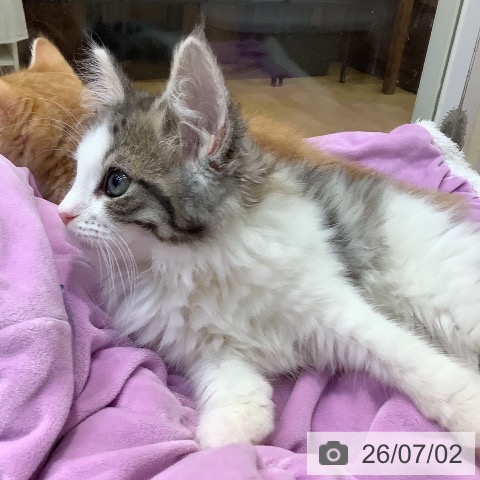 ノルウェージャンフォレストキャットの写真