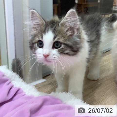 埼玉県のノルウェージャンフォレストキャット (ペットプラス ららぽーと新三郷店/2026年4月3日生まれ/男の子/ブラウンマッカレルタビーホワイト)の子猫の4枚目の画像
