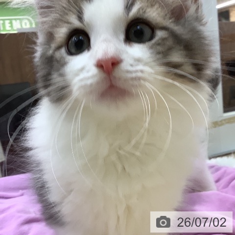埼玉県のノルウェージャンフォレストキャット (ペットプラス ららぽーと新三郷店/2026年4月3日生まれ/男の子/ブラウンマッカレルタビーホワイト)の子猫の3枚目の画像