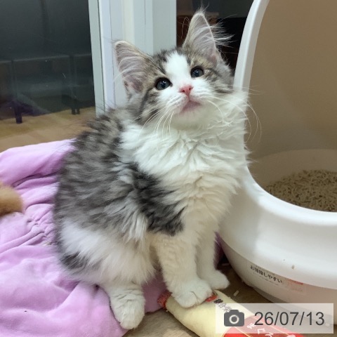 ノルウェージャンフォレストキャットの写真