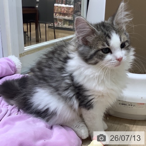 ノルウェージャンフォレストキャットの写真