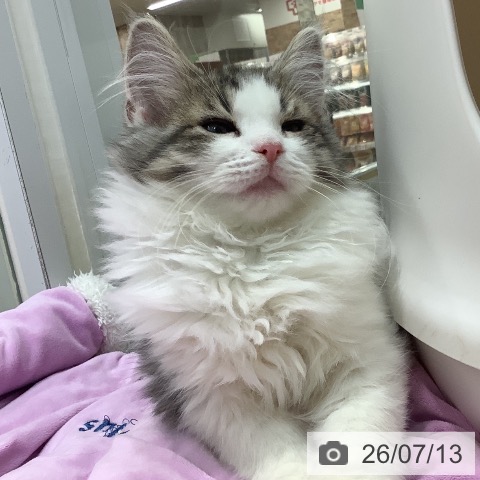 埼玉県のノルウェージャンフォレストキャット (ペットプラス ららぽーと新三郷店/2026年4月3日生まれ/男の子/ブラウンマッカレルタビーホワイト)の子猫の4枚目の画像