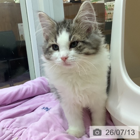 埼玉県のノルウェージャンフォレストキャット (ペットプラス ららぽーと新三郷店/2026年4月3日生まれ/男の子/ブラウンマッカレルタビーホワイト)の子猫の3枚目の画像