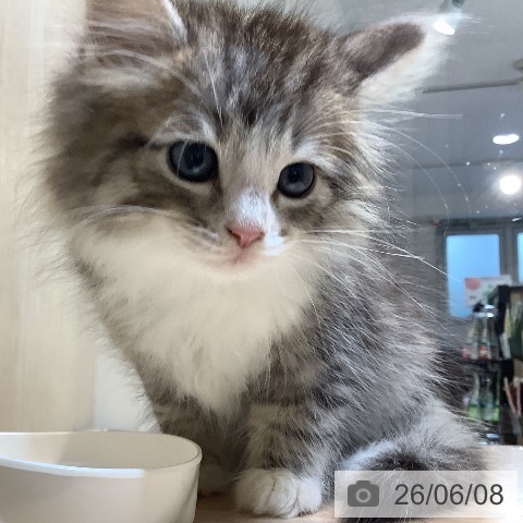 ノルウェージャンフォレストキャットの写真