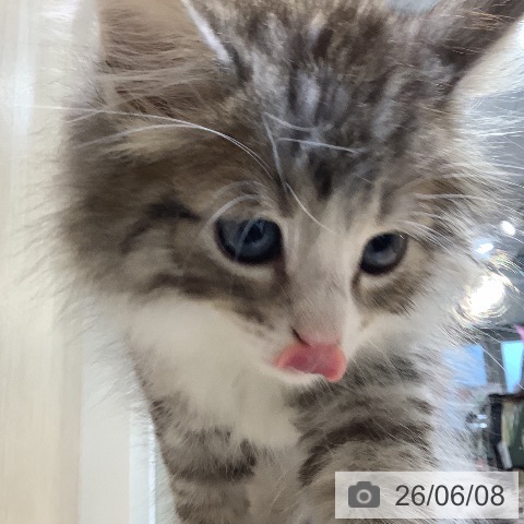 ノルウェージャンフォレストキャットの写真