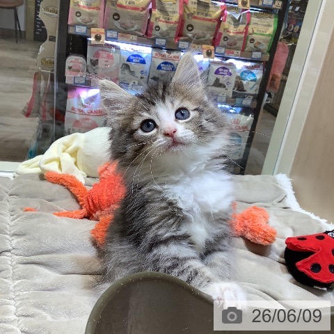 ノルウェージャンフォレストキャットの写真