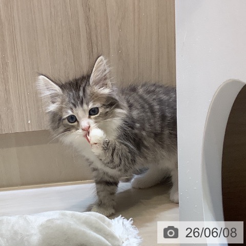 ノルウェージャンフォレストキャットの写真