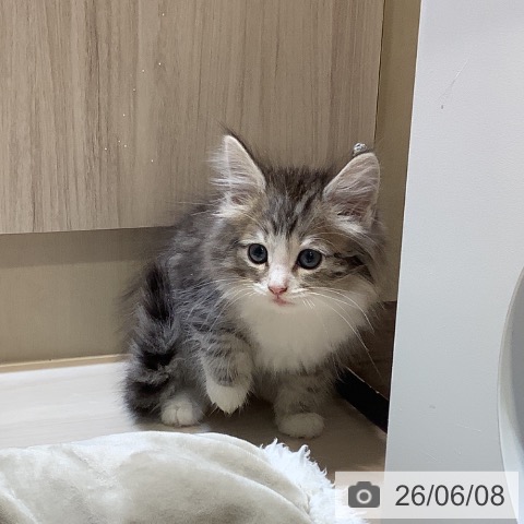 ノルウェージャンフォレストキャットの写真