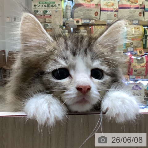 ノルウェージャンフォレストキャットの写真