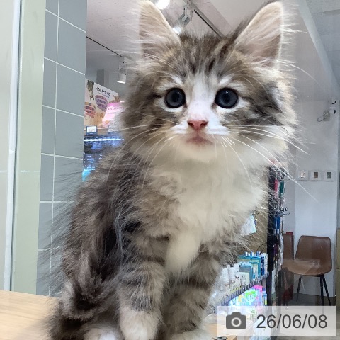 ノルウェージャンフォレストキャットの写真