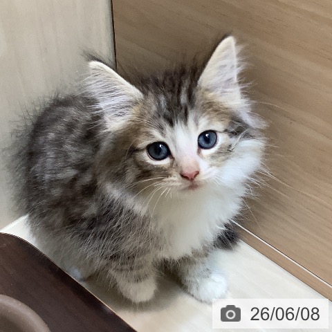 ノルウェージャンフォレストキャットの写真