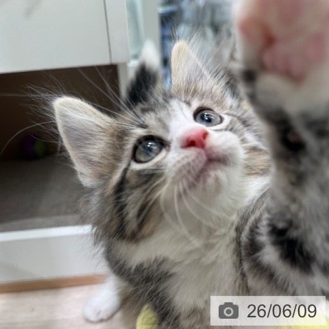 ノルウェージャンフォレストキャットの写真