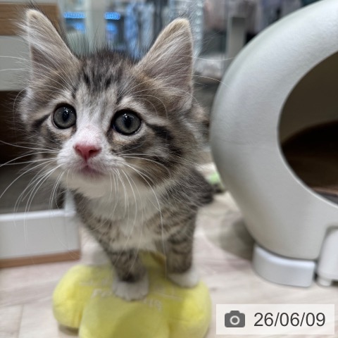ノルウェージャンフォレストキャットの写真