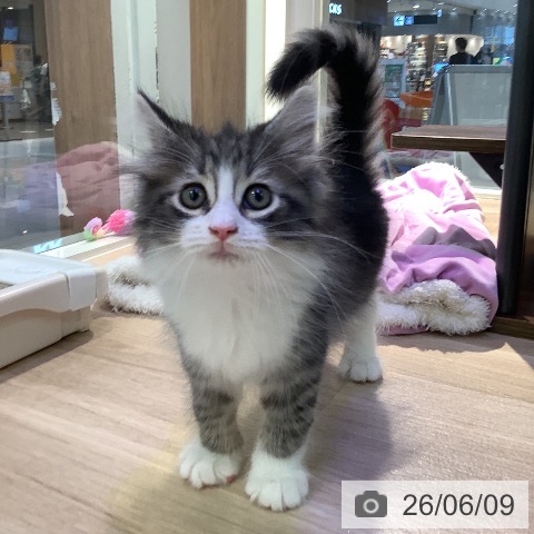 ノルウェージャンフォレストキャットの写真