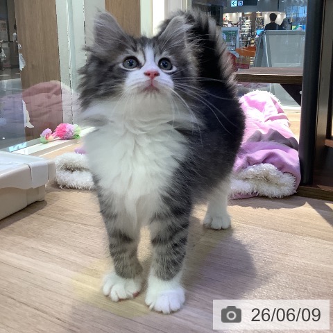 ノルウェージャンフォレストキャットの写真