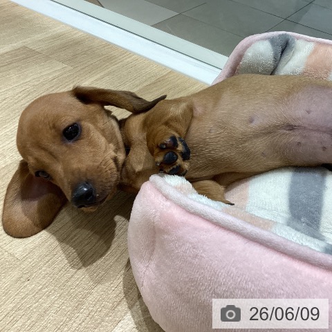 ミニチュア・ダックスフンドの写真