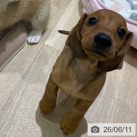ミニチュア・ダックスフンドの写真