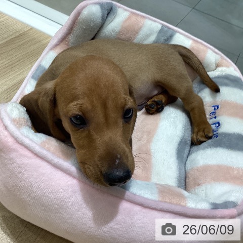 ミニチュア・ダックスフンドの写真
