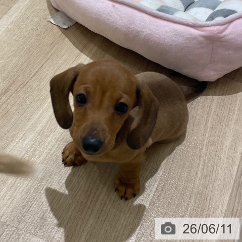 ミニチュア・ダックスフンドの写真