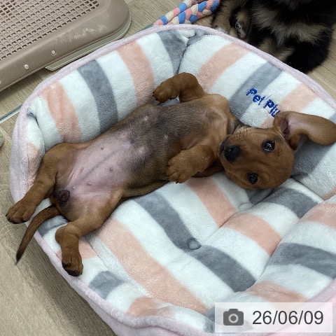 ミニチュア・ダックスフンドの写真