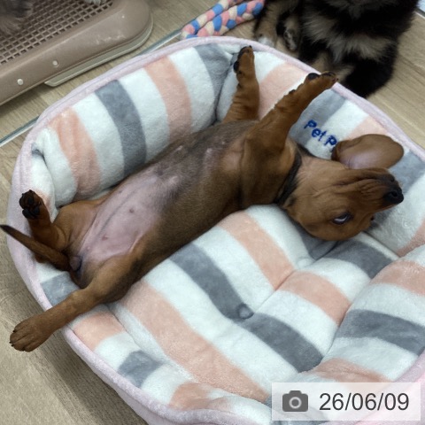 ミニチュア・ダックスフンドの写真