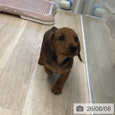 ミニチュア・ダックスフンドの写真