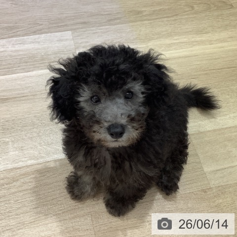 長野県のトイプードル(トイ) (ペットプラス 長野店/2026年4月8日生まれ/男の子/シルバー)の子犬の4枚目の画像