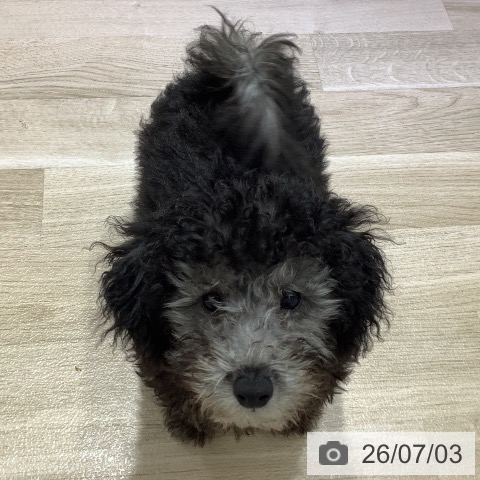 長野県のトイプードル(トイ) (ペットプラス 長野店/2026年4月8日生まれ/男の子/シルバー)の子犬の4枚目の画像