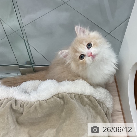 ラガマフィンの写真