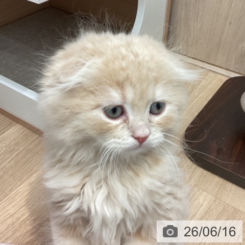 埼玉県のスコティッシュフォールド (ペットプラス 与野店/2026年4月10日生まれ/男の子/クリームタビー)の子猫の4枚目の画像