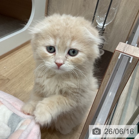 埼玉県のスコティッシュフォールド (ペットプラス 与野店/2026年4月10日生まれ/男の子/クリームタビー)の子猫の3枚目の画像