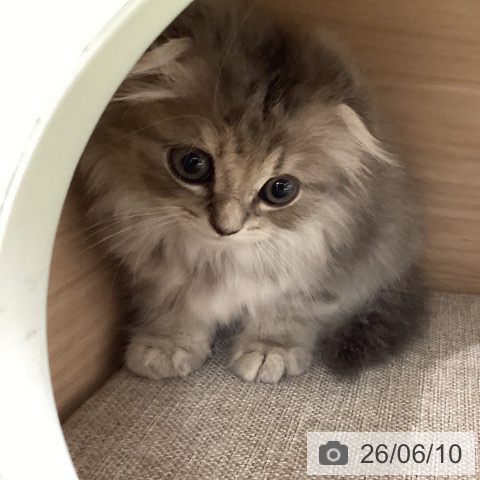 スコティッシュフォールドの写真