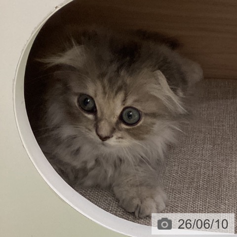 スコティッシュフォールドの写真