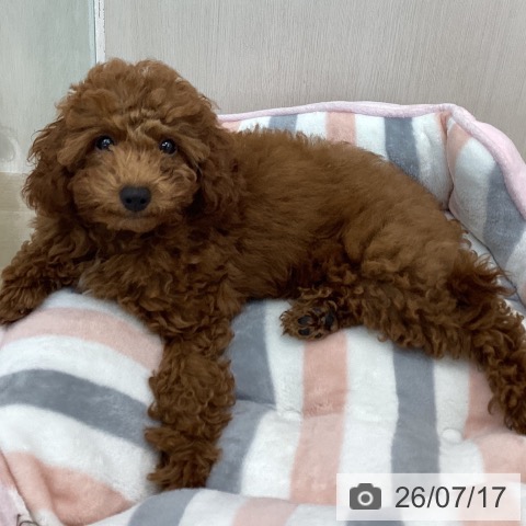 神奈川県のトイプードル(トイ) (ペットプラス 相模原並木店/2026年4月10日生まれ/男の子/レッド)の子犬の3枚目の画像