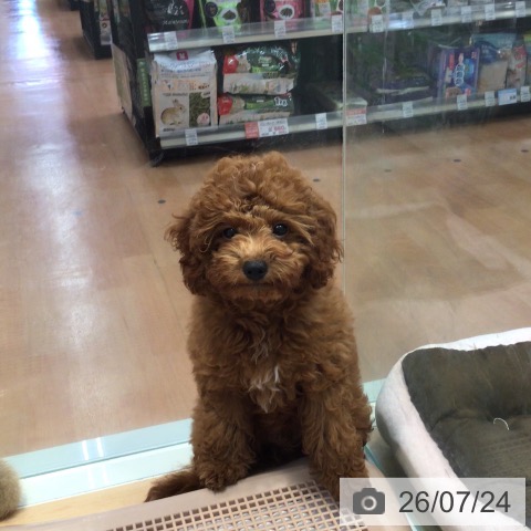 神奈川県のトイプードル(トイ) (ペットプラス 海老名店/2026年4月10日生まれ/男の子/レッド)の子犬の3枚目の画像