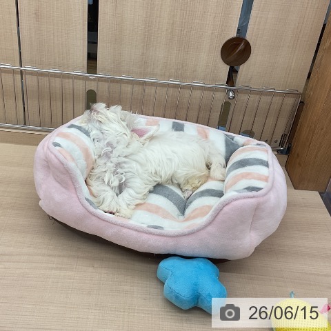 マルチーズの写真