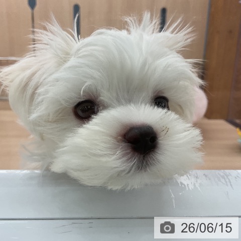 マルチーズの写真