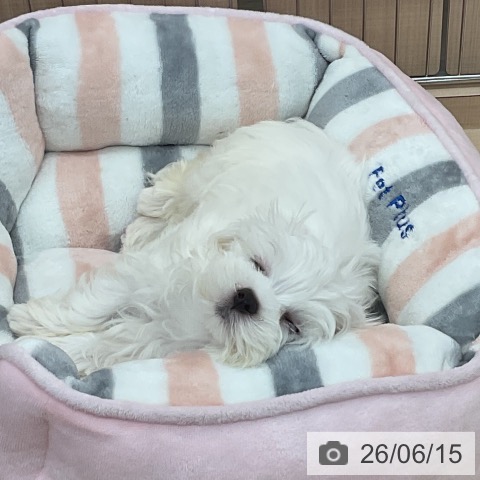 マルチーズの写真