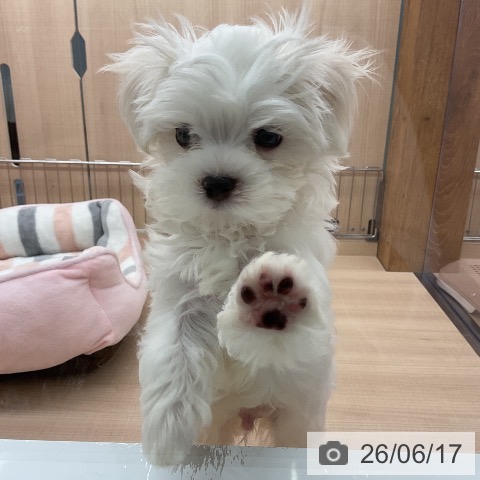 埼玉県のマルチーズ (ペッツワン 浦和美園店/2026年4月10日生まれ/男の子/ホワイト)の子犬の3枚目の画像