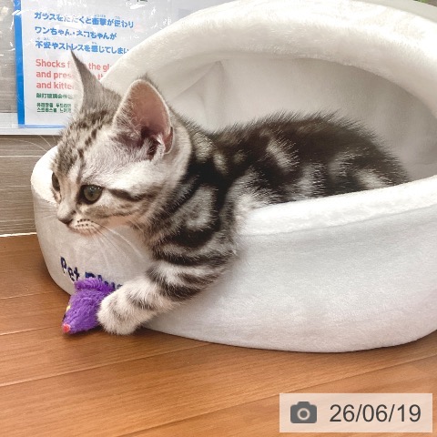 東京都のアメリカンショートヘアー (ペットプラス 板橋店/2026年4月3日生まれ/男の子/シルバータビー)の子猫の3枚目の画像