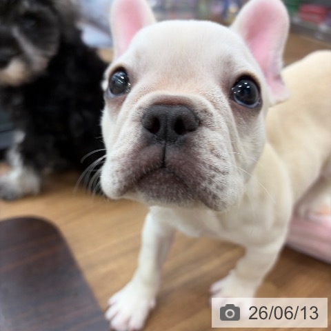 茨城県のフレンチブルドッグ (ペッツワン つくば店/2026年3月27日生まれ/男の子/クリーム)の子犬の3枚目の画像
