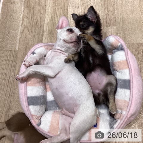 フレンチ・ブルドッグの写真