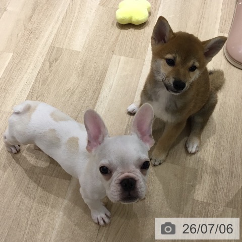 フレンチ・ブルドッグの写真