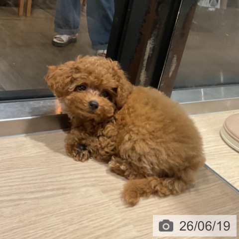 埼玉県のトイプードル(トイ) (ペットプラス 上尾店/2026年4月12日生まれ/女の子/レッド)の子犬の4枚目の画像