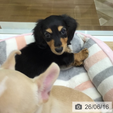 福島県のミニチュアダックスフンド(ロング) (ペットプラス 福島店/2026年4月15日生まれ/男の子/ブラックタン)の子犬の4枚目の画像