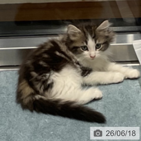 ノルウェージャンフォレストキャットの写真