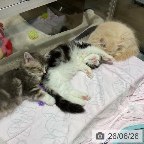 埼玉県のノルウェージャンフォレストキャット (ペットプラス コクーンシティ店/2026年4月15日生まれ/女の子/ブラウンタビーホワイト)の子猫の3枚目の画像